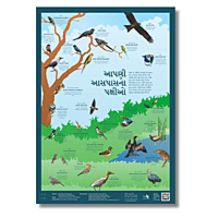 Early Bird Poster - Birds Around Us