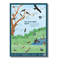 Early Bird Poster - Birds Around Us Early Bird Poster - Birds Around Us