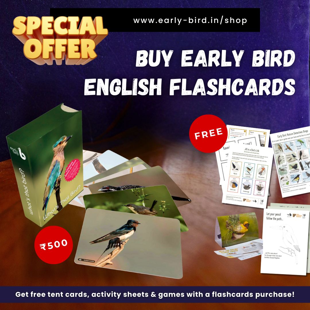 Early Bird Flashcards (English)