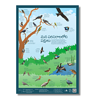 Early Bird Poster - Birds Around Us Early Bird Poster - Birds Around Us