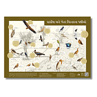 Early Bird Poster - Grassland and Farmland Birds