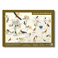 Early Bird Poster - Grassland and Farmland Birds