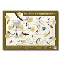 Early Bird Poster - Grassland and Farmland Birds