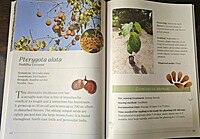 Growing Native Tree Species for Forest Restoration in North-east India - A Practitioner's Manual Growing Native Tree Species for Forest Restoration in North-east India - A Practitioner's Manual
