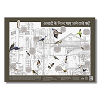 Early Bird Poster - Birds around Human Habitation