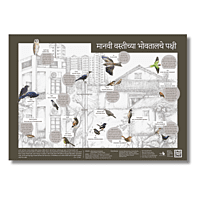 Early Bird Poster - Birds around Human Habitation