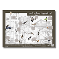 Early Bird Poster - Birds around Human Habitation Early Bird Poster - Birds around Human Habitation
