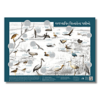 Early Bird Poster - Wetland Birds