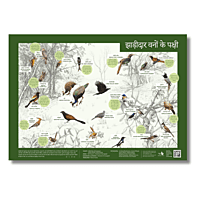 Early Bird Poster - Woodland and Scrubland Birds
