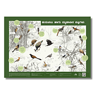 Early Bird Poster - Woodland and Scrubland Birds