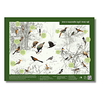 Early Bird Poster - Woodland and Scrubland Birds