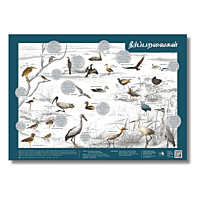 Early Bird Poster - Wetland Birds Early Bird Poster - Wetland Birds