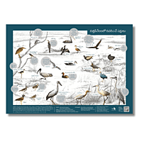 Early Bird Poster - Wetland Birds Early Bird Poster - Wetland Birds