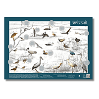 Early Bird Poster - Wetland Birds