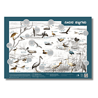Early Bird Poster - Wetland Birds