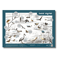 Early Bird Poster - Wetland Birds Early Bird Poster - Wetland Birds