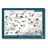 Early Bird Poster - Wetland Birds Early Bird Poster - Wetland Birds