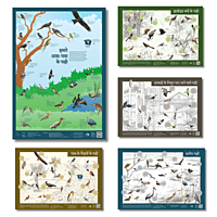 Early Bird Posters - Birds Around Us Series (All posters)