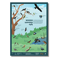 Early Bird Poster - Birds Around Us Early Bird Poster - Birds Around Us