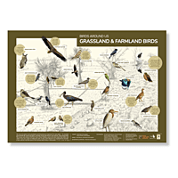 Early Bird Poster - Grassland and Farmland Birds