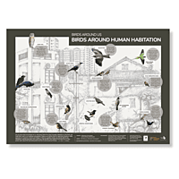 Early Bird Poster - Birds around Human Habitation Early Bird Poster - Birds around Human Habitation