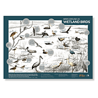 Early Bird Poster - Wetland Birds