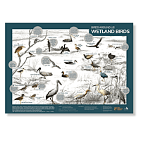 Early Bird Poster - Wetland Birds Early Bird Poster - Wetland Birds