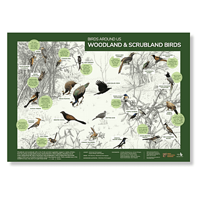 Early Bird Poster - Woodland and Scrubland Birds