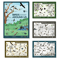 Early Bird Posters - Birds Around Us Series (All posters)