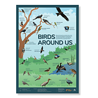 Early Bird Poster - Birds Around Us