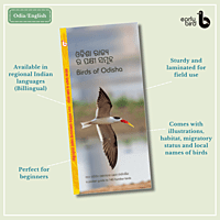 Early Bird Pocket Guides