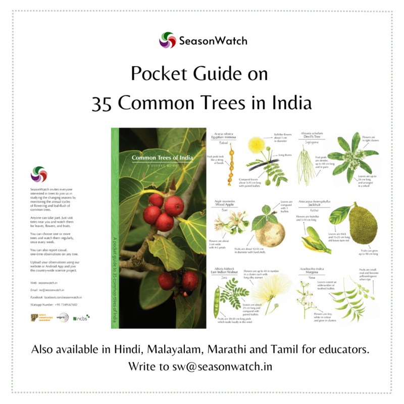SeasonWatch - Common trees pocket guide